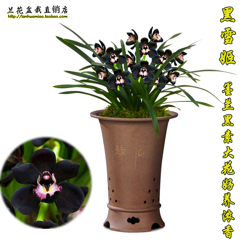 墨兰浓香黑色花 黑雪姬 冬带花苞出售室内外好养花卉盆栽草兰花苗