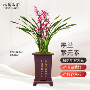 年宵兰花 紫元素 墨兰报岁兰冬带花出售室内好养花卉绿植盆栽客厅