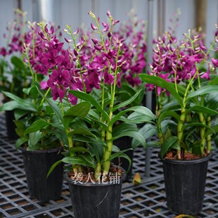 澳洲香水石斛兰盆栽带多花苞水培迷你植物办公桌桌面趣味室内好养