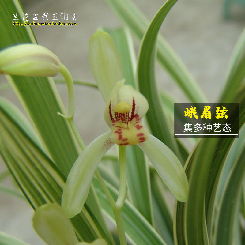 兰花苗 峨眉弦 建兰集多种艺态夏带花苞出售浓香好养花卉绿植盆栽