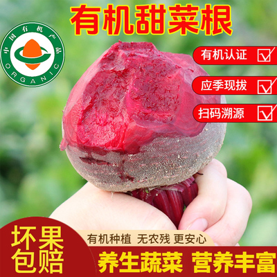有机甜菜根现拔新鲜采收