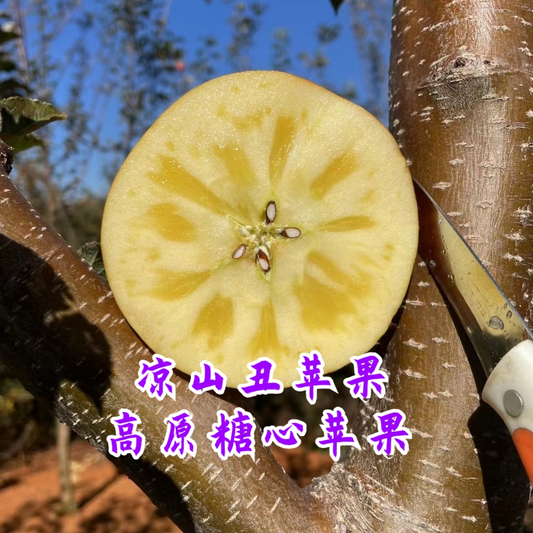 (10月底发货)花西妃 正宗凉山州丑苹果糖心苹果盐源苹果脆甜多汁