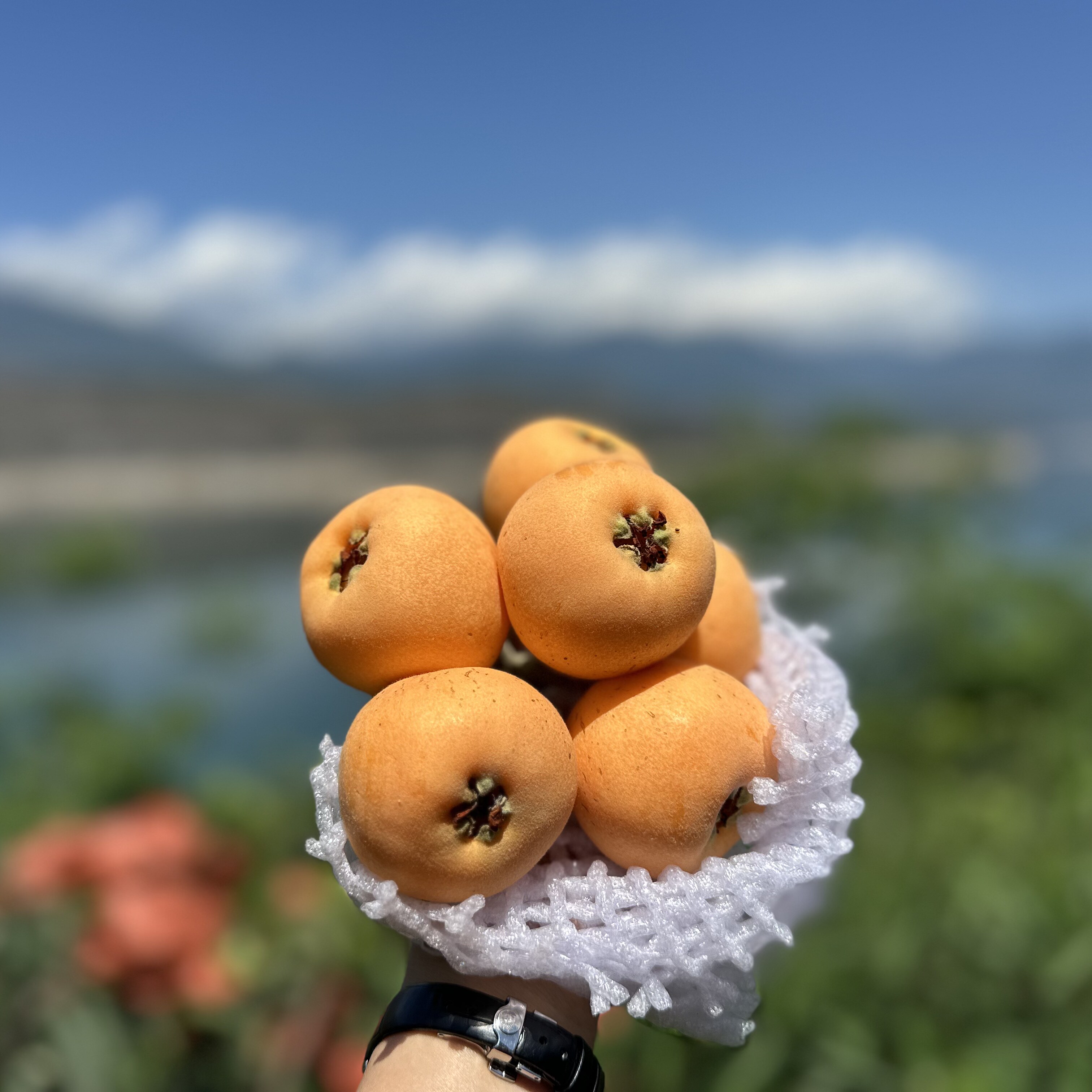 花西妃  正宗汉源高山大五星枇杷 当季新鲜 枇杷味道浓郁汁水足