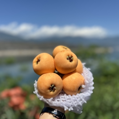 花西妃  正宗汉源高山大五星枇杷 当季新鲜 枇杷味道浓郁汁水足