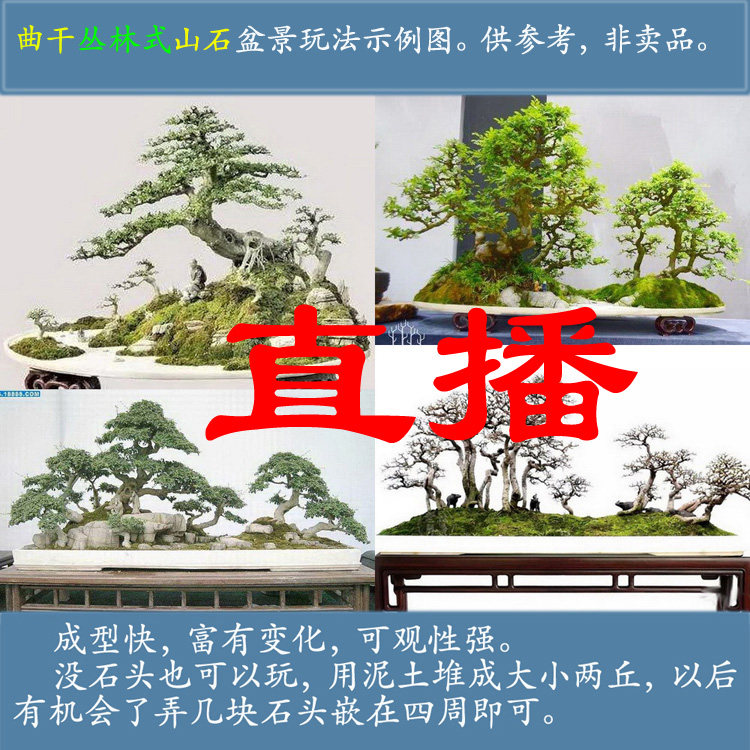对节白蜡丛林式盆景小从林小叶对接白腊小树苗子合栽微型山水盆栽