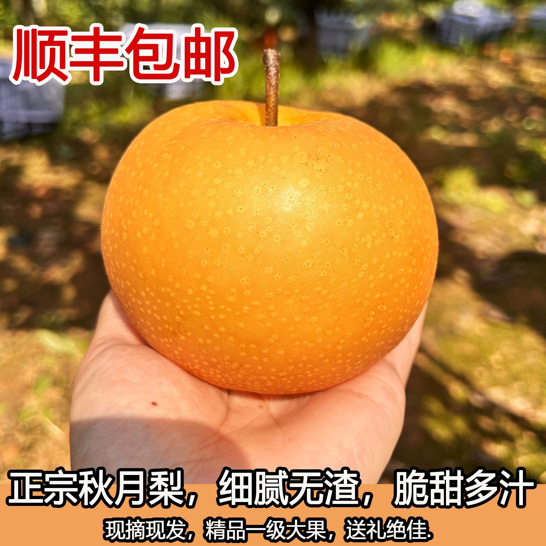 砀山梨秋月梨新鲜梨中秋送礼