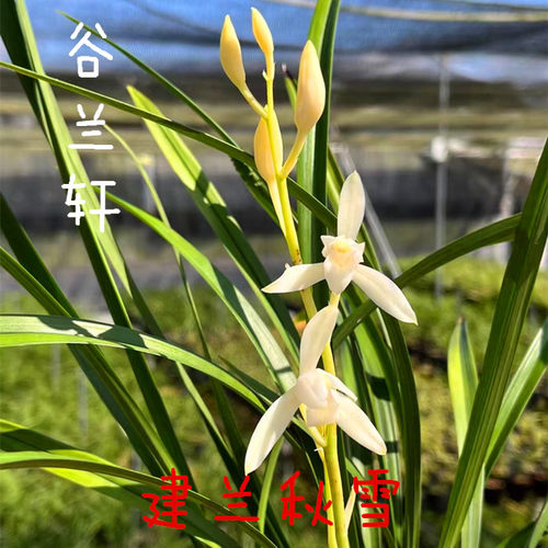 秋雪兰花苗室内夏秋建兰