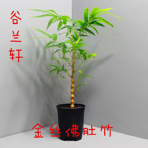 精品金丝佛肚竹老桩苗水培盆景四季常青室内好养易活文人观赏