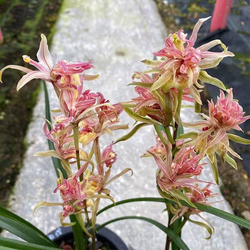 寒兰红花红凤富贵临门兰花苗带花苞出售浓香型花卉室内新手好养