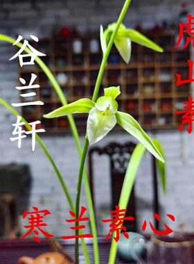 细叶大叶寒兰素心铭品虎山素冬季