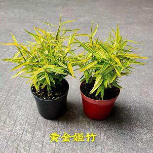 日本稀有黄金姬竹虎斑竹姬翠竹盆栽澳洲风竹凤尾竹室内小竹子植物