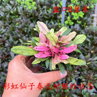 日本姬十二单筋骨草出红锦彩虹仙子盆栽耐寒耐热院子绿化苗草皮