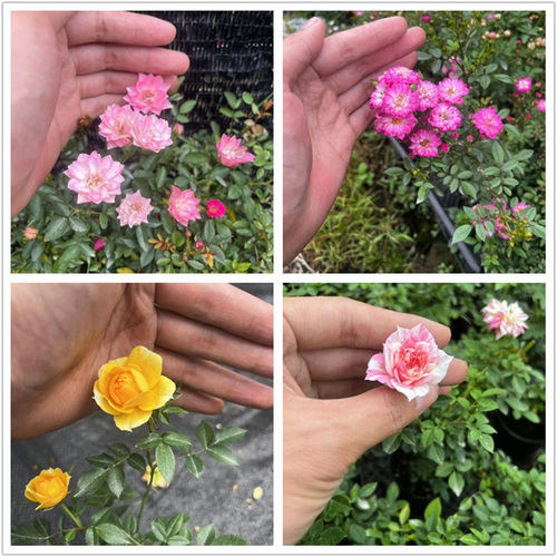 带花苞超微月季盆栽四季开花