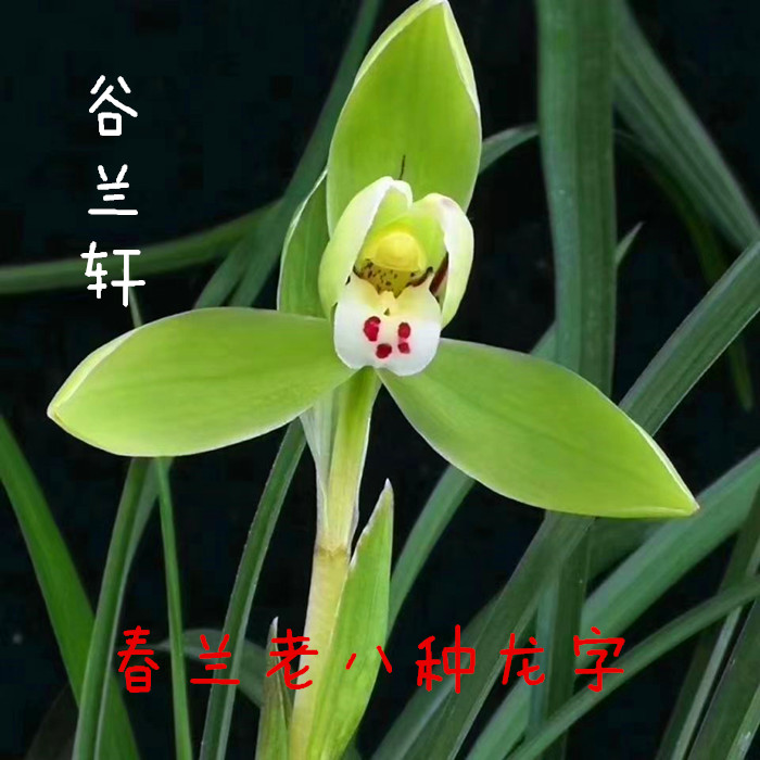 春兰老八种铭品龙字 宋梅 集圆兰花苗浓香型花卉带花苞室内好养易
