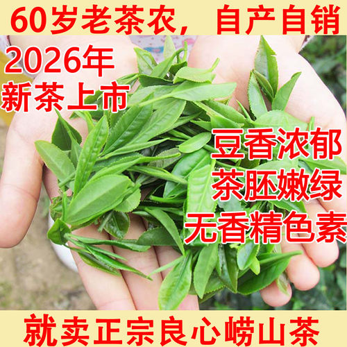 崂山绿茶2026年新茶春茶雨前手工炒制崂茶农崂山茶一斤青岛特产