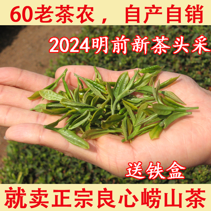 崂山绿茶2024年高档明前头采新茶