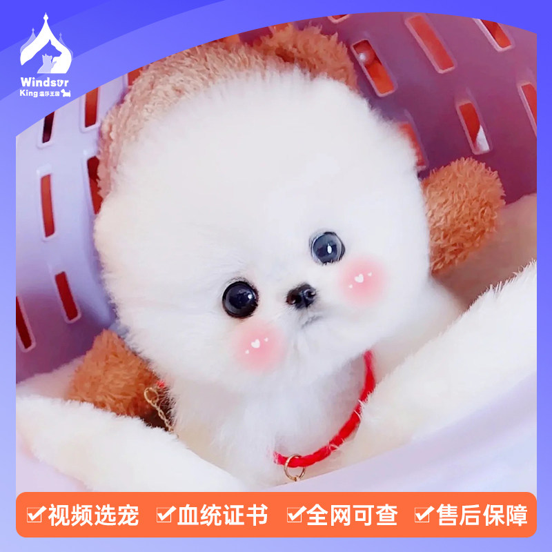 北京博美幼犬哈多利球形小体赛级CKU犬舍血统宠物级俊介英系