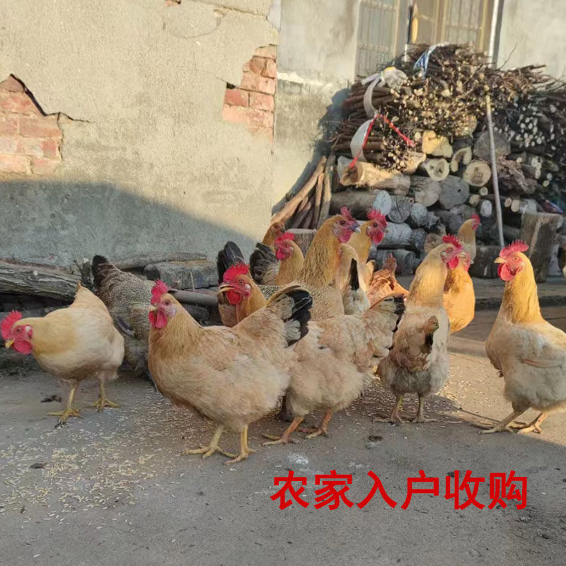 农村散养老母鸡走地鸡新鲜现杀鸡母整只发货孕妇小孩做月子放心吃