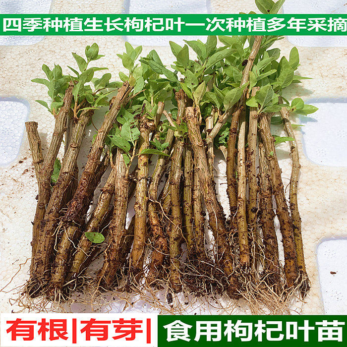 食用枸杞叶苗枸杞菜苗大叶插仟苗四季种植蔬菜有根有芽枸杞苗包活
