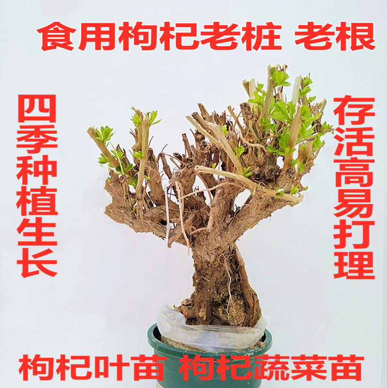 食用枸杞老桩老根枸杞叶苗枸杞菜苗叶用蔬菜枸杞叶四季种植生长种