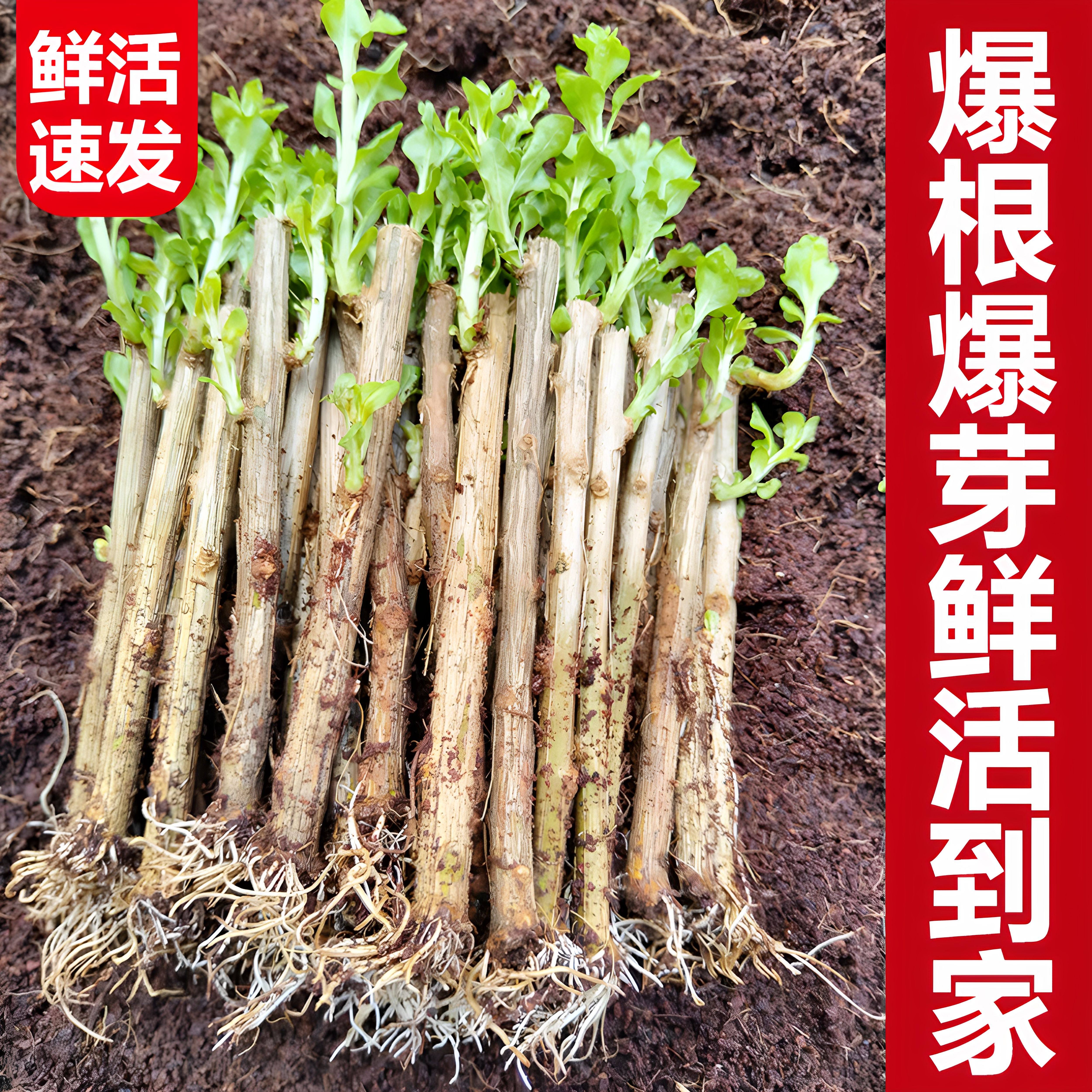 带根带芽食用大叶枸杞叶苗菜苗南方四季种植蔬菜枸杞插仟苗盆栽