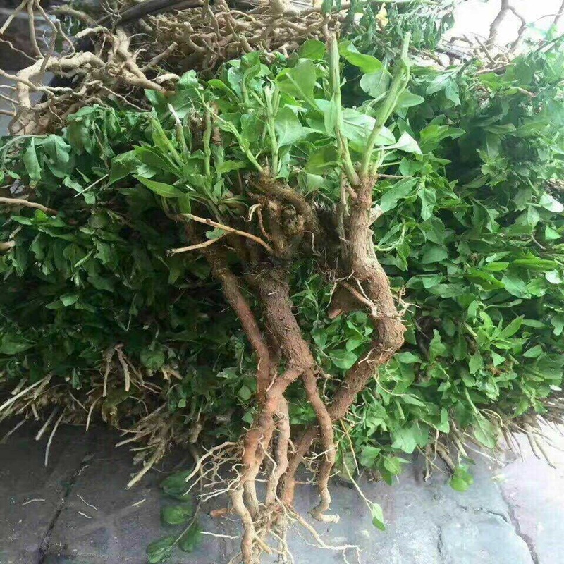 食用枸杞叶苗枸杞菜枸杞苗菜用野生枸杞根头老桩枸杞盆栽种植现挖
