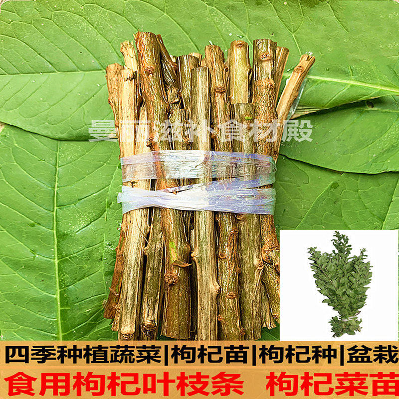 新鲜枸杞叶苗枸杞菜苗食用枸杞种苗扦插枝条四季蔬菜种植盆栽包活