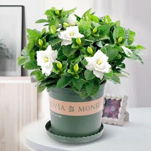 栀子花苗盆栽四季好养绿植花卉室内室外公桌开花浓香型观赏植物