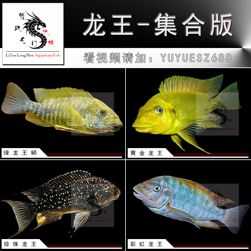 野生绿龙王鲷鱼黄金龙王鲷鱼三湖慈鲷坦鲷蝴蝶鱼热带鱼观赏鱼活体