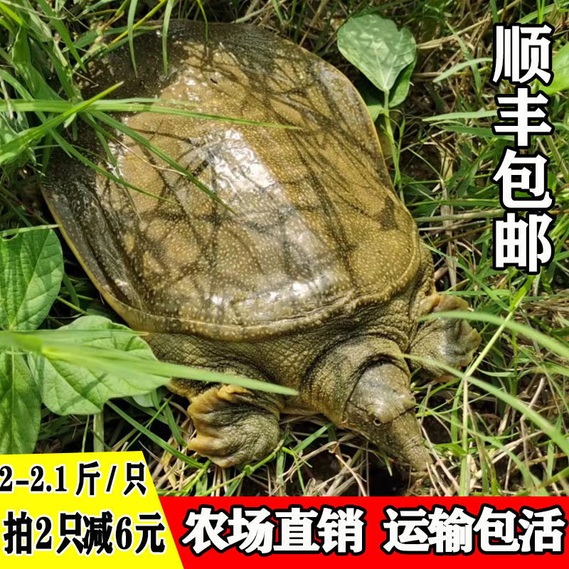 【2只共4斤】食用生态甲鱼鲜活鳖活体甲鱼中华鳖王八外塘老鳖水鱼