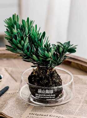 透明大口径玻璃花瓶禁止蕉绿苔藓水培花盆酒店装饰办公室桌面摆件
