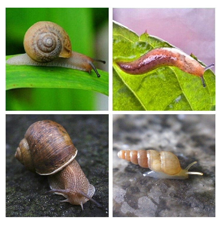 灭杀蜗牛药颗粒四聚乙醛除鼻涕虫药螺丝软体虫菜地杀虫剂专用药