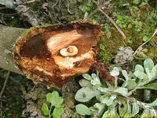 树干钻心虫树虫一插针灵针净幼虫防蛀虫药液剂治树心虫注射药