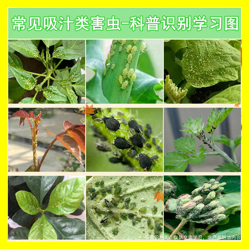 植物杀虫剂除虫药打虫子药剂瑞卡杀虫剂