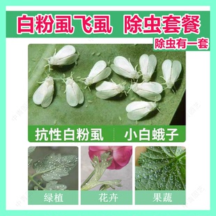 专打白粉虱药专用药专治小白蛾药杀虫剂联苯菊酯呋虫胺啶虫脒农药