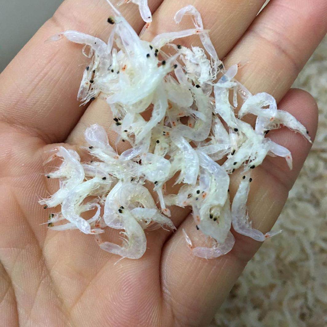 小吴新福建淡干虾皮海虾米商家馄饨用包邮干货散装肉片食堂500g
