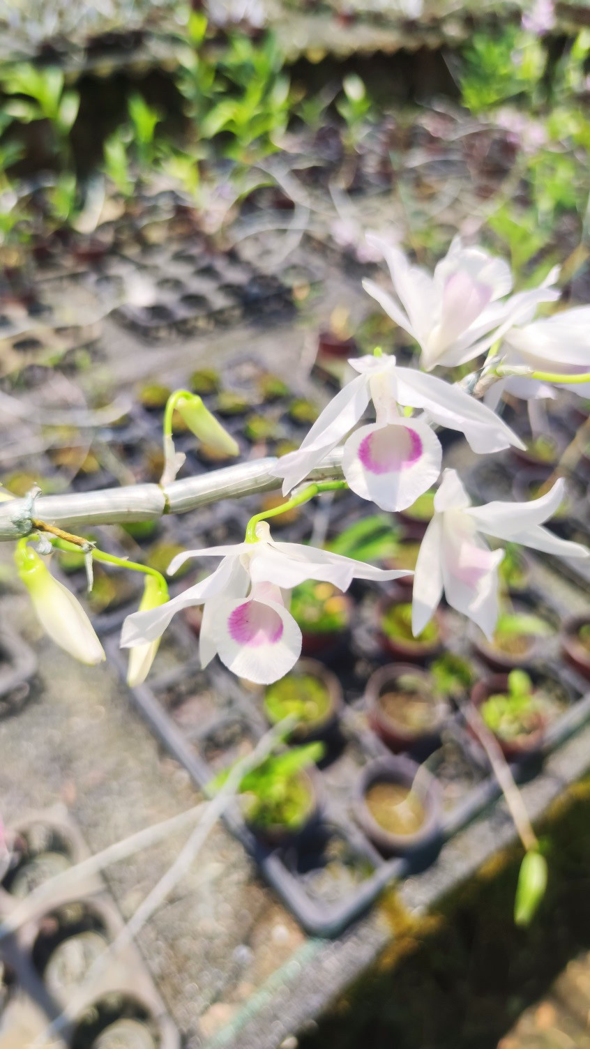 量拍姨妈喇叭唇石斛，稀有品种