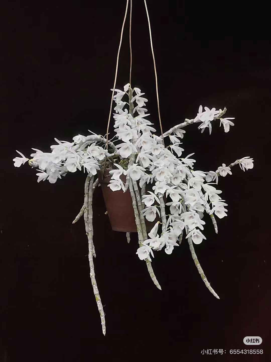 量拍，白贝壳石斛，稀有品种