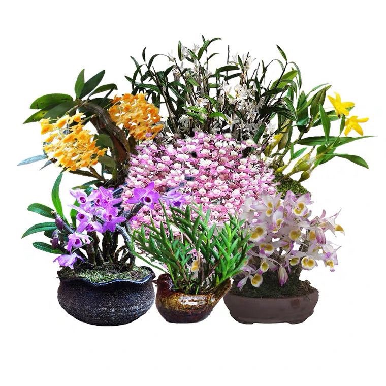 铁皮报春长苏天宫各种玫瑰