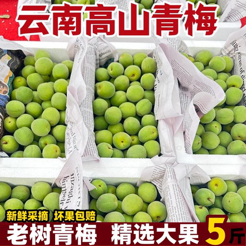 2026云南青梅5斤高山野生酸脆青梅鲜果泡酒专用现摘当季正宗梅子