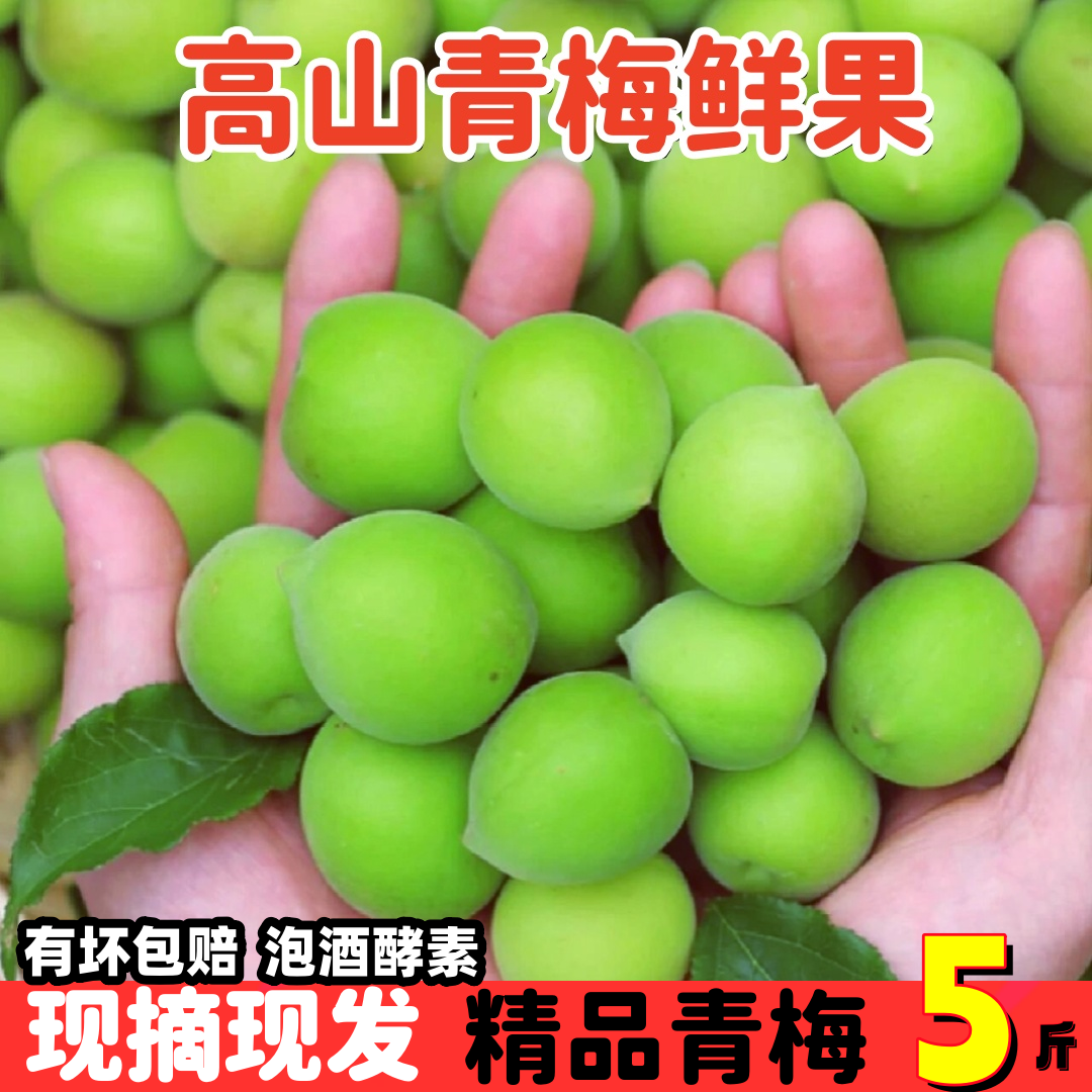 现摘云南青梅5斤新鲜野生酸梅子大果高山泡酒专用正宗青梅鲜果