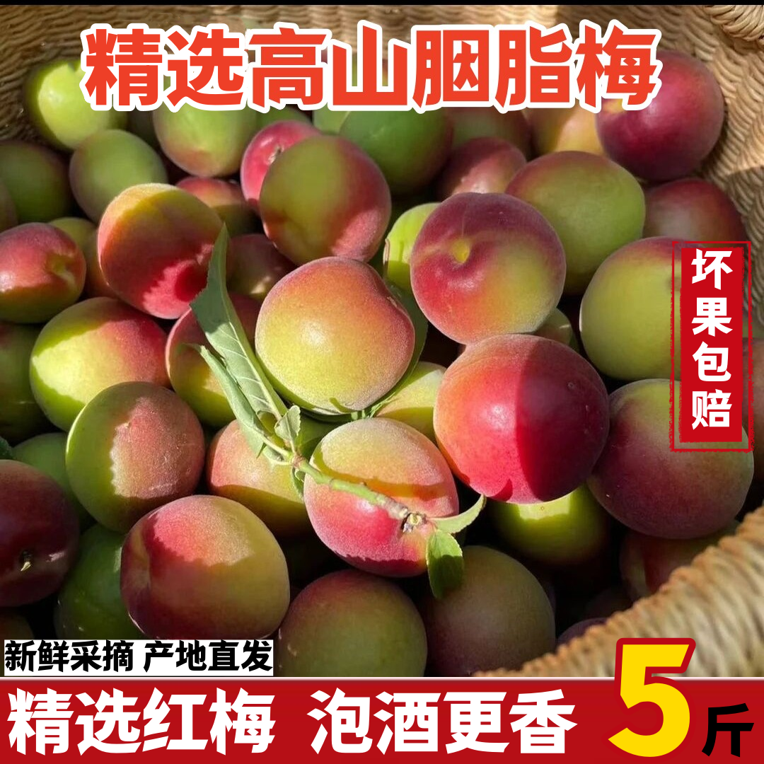 现摘云南高山胭脂梅5斤精选泡酒专用酵素酸梅子新鲜野生胭脂红梅