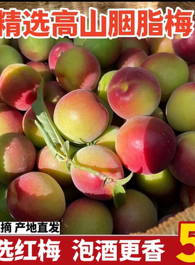 云南野生胭脂梅高山红梅新鲜5斤