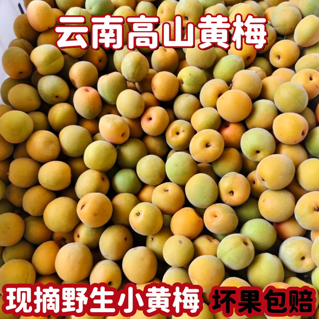 正宗云南黄梅新鲜酸梅子泡酒梅子露高山野生黄梅鲜果5斤现摘现发