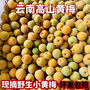 正宗云南黄梅新鲜酸梅子泡酒梅子露高山野生黄梅鲜果5斤现摘现发