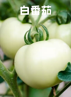 【白番茄】Diamond Tomato钻石番茄原浆、低温冷萃液浓缩版本原料