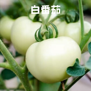 Tomato钻石番茄原浆 白番茄 Diamond 本原料 低温冷萃液浓缩版