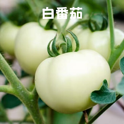 【白番茄】Diamond Tomato钻石番茄原浆、低温冷萃液浓缩版本原料