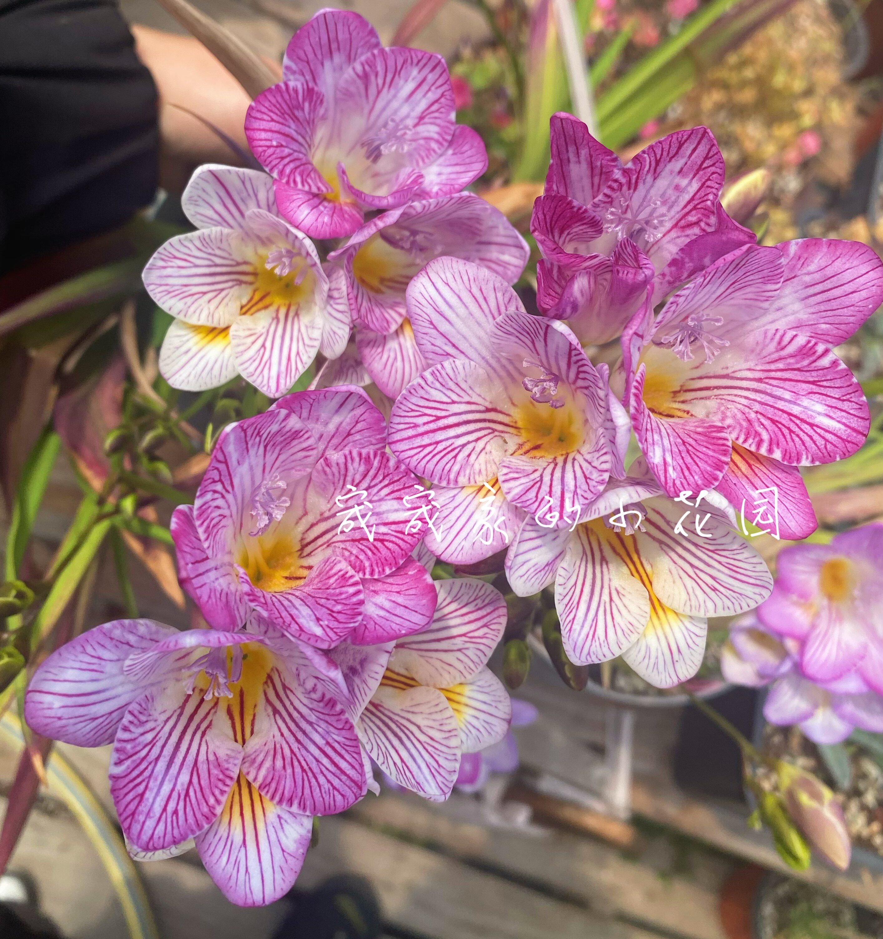 香雪兰小苍兰 珍珠条纹 经典必入品种