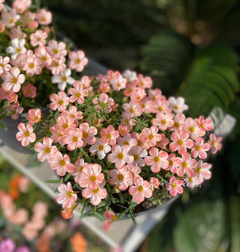 现货早花品种 Oxalis Sakura 条纹樱花 多年生秋植酢浆草球根